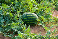 02 Watermelon plants and fruits