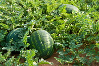 Watermelon plantation photo gallery  - 10 pictures of Watermelon plantation