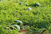 04 Watermelon plants and fruits