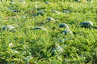 06 Watermelon plants and fruits