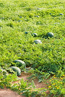 09 Watermelons on field