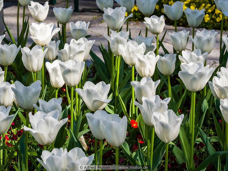32 White tulips