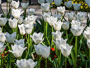 32 White tulips