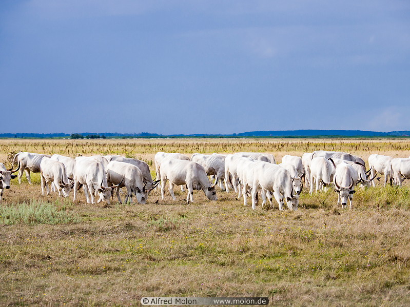 38 Hungarian grey cattle
