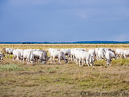 38 Hungarian grey cattle