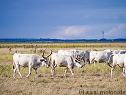 39 Hungarian grey cattle herd