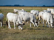46 Hungarian grey cattle herd