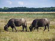51 Water buffaloes
