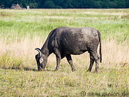 56 Grazing water buffalo
