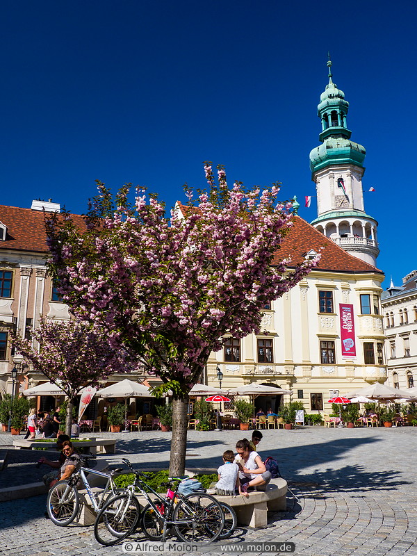 12 Cherry trees on main square