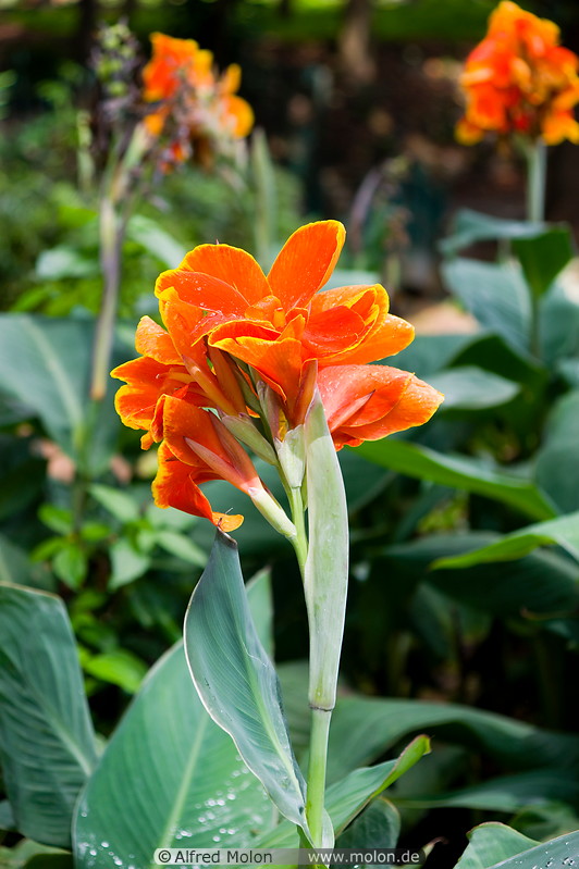 10 Orange flower