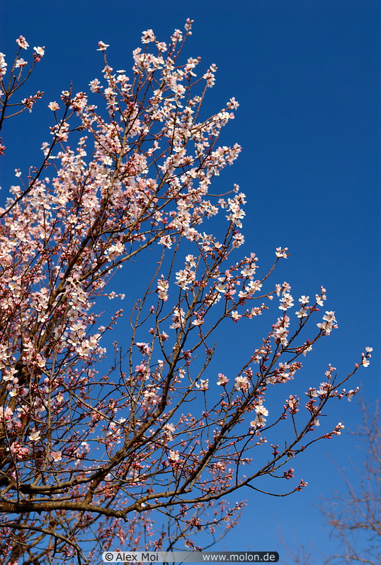 11 Blossoming cherry tree