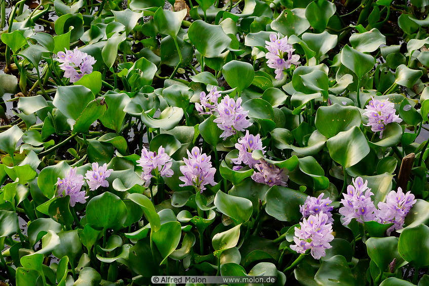 27 Water hyacinth