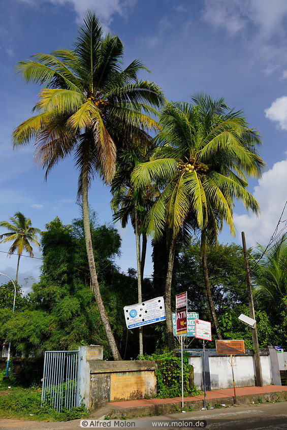 10 Coconut palms