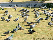 02 Pigeons on meadow