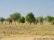 08 Thar desert and trees