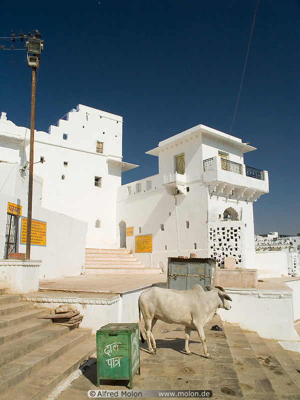 08 Ghats, cow and white houses