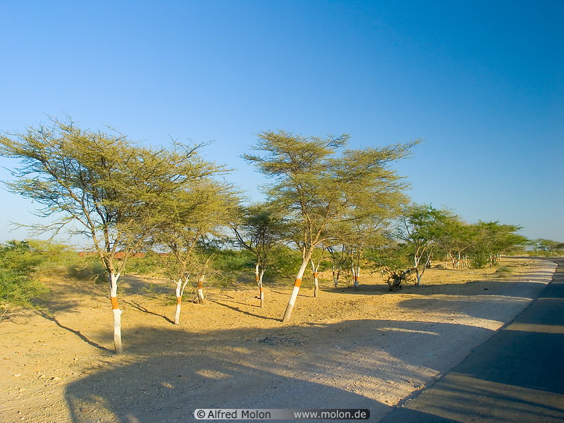 06 Trees in Thar desert