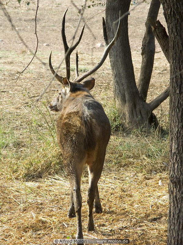 06 Deer