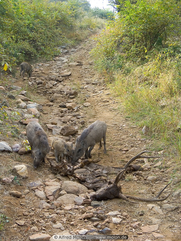 08 Wild boars eating deer carcass