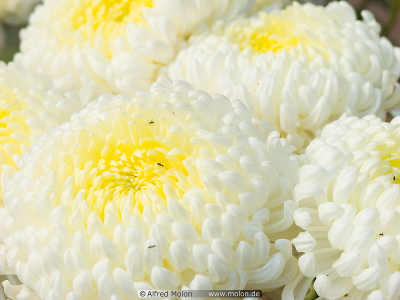 09 Chrysanthemum flowers