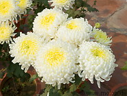 08 Chrysanthemum flowers
