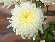 10 Chrysanthemum flowers