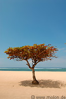 03 Tree on Sanur beach