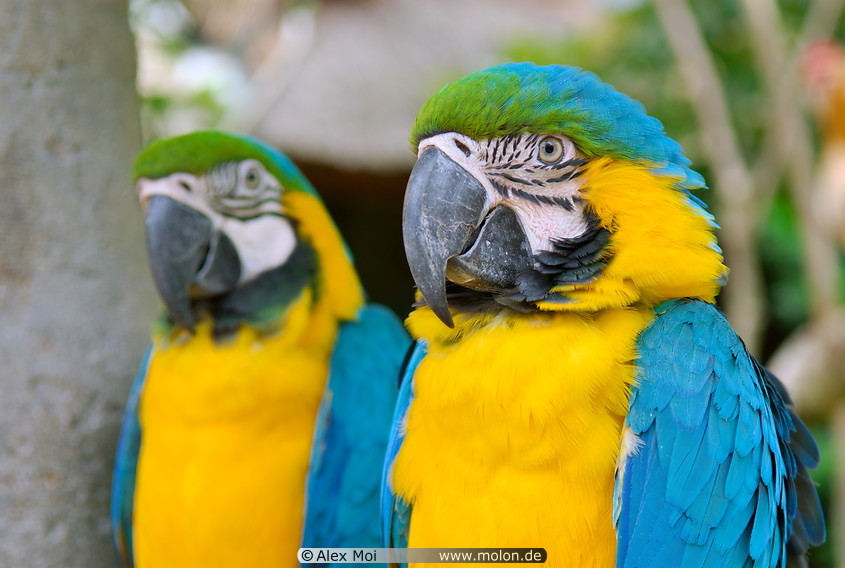 26 Blue and yellow macaw parrots
