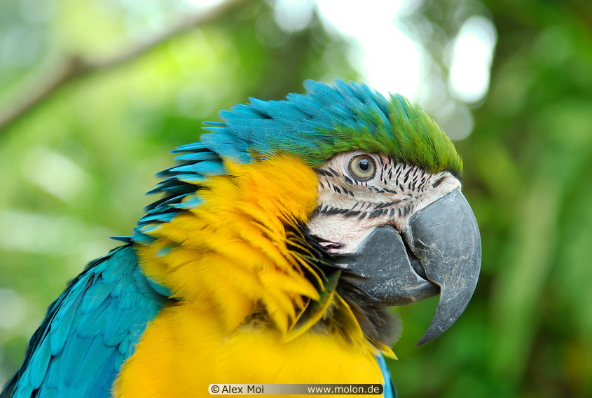 28 Blue and yellow macaw parrot