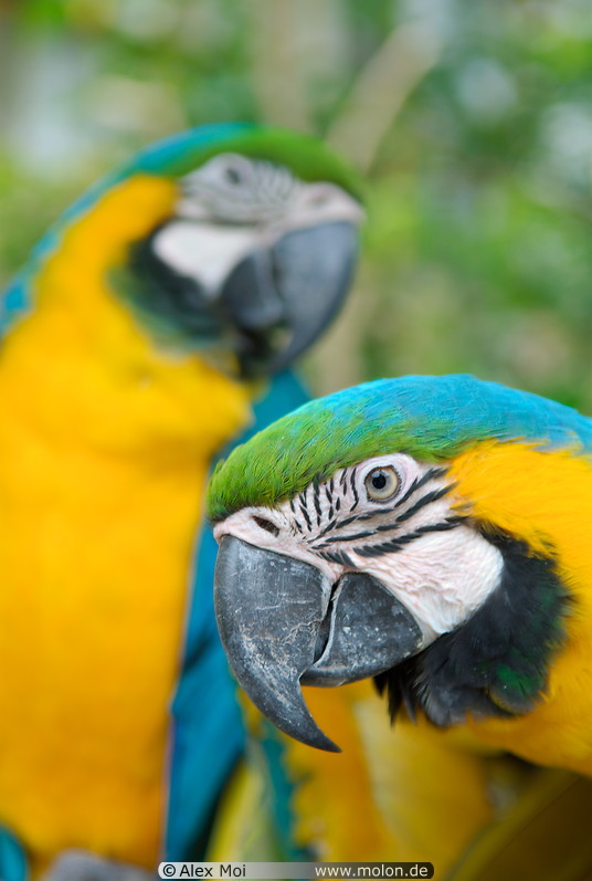 29 Blue and yellow macaw parrots