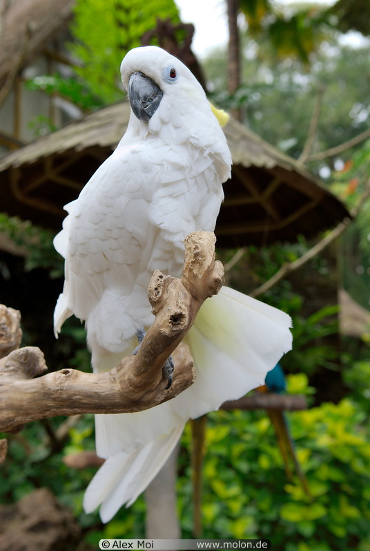 31 White cockatoo parrot