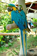 24 Blue and yellow macaw parrots