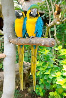 25 Blue and yellow macaw parrots