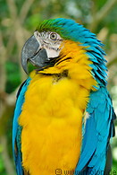 27 Blue and yellow macaw parrot