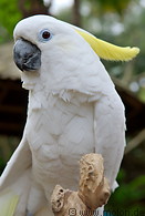 30 White cockatoo parrot