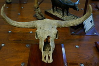 09 Water buffalo skull