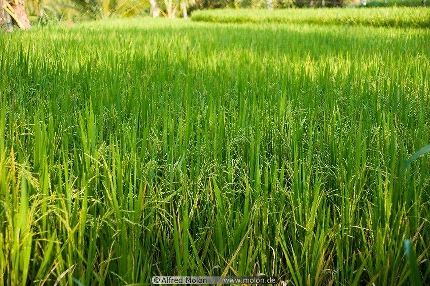 02 Rice paddy
