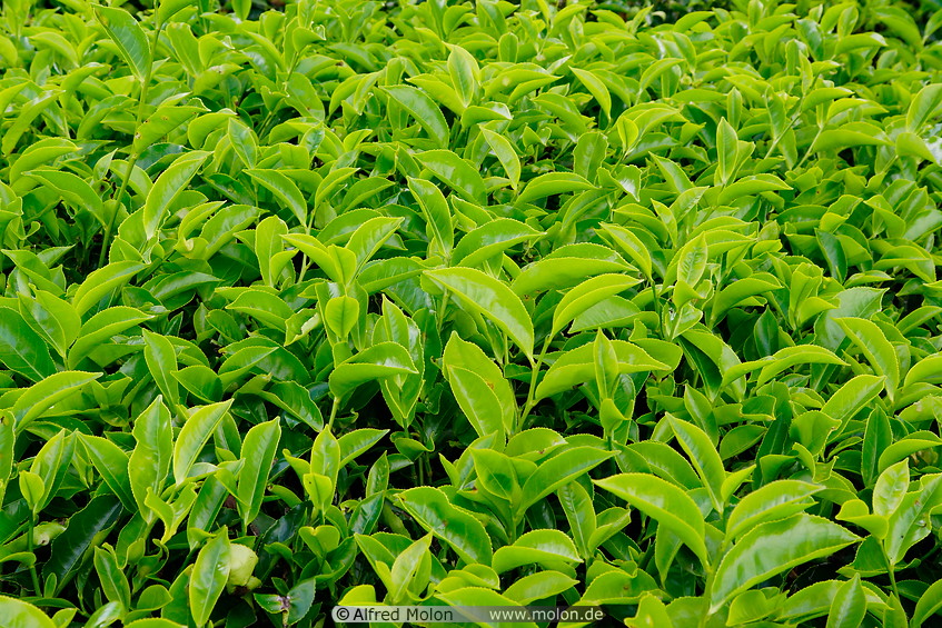 14 Tea leaves