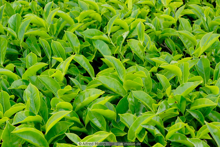 18 Tea leaves