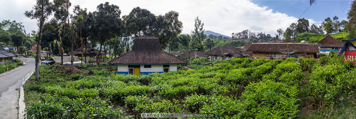 20 Rancabali tea plantation