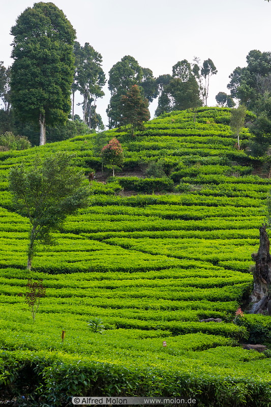 21 Rancabali tea plantation