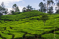 15 Rancabali tea plantation