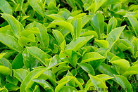 17 Tea leaves