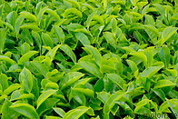 18 Tea leaves