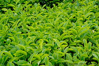 19 Tea leaves