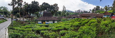 20 Rancabali tea plantation