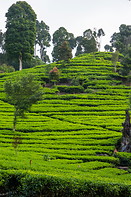 21 Rancabali tea plantation