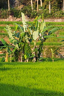 31 Banana plants in paddy field