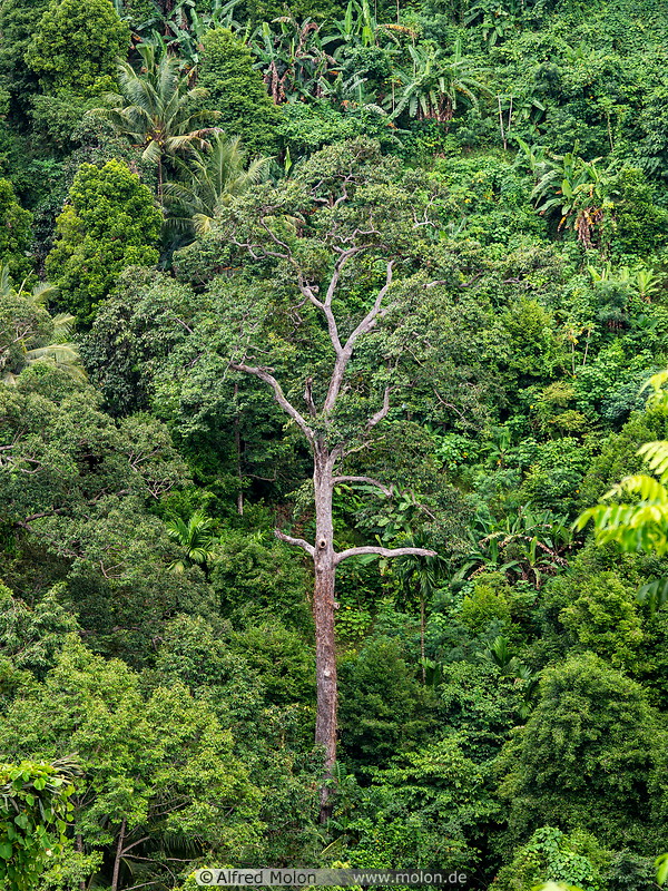 55 Tropical rainforest